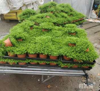 高度10厘米翠云草