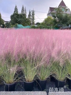 高度30厘米粉黛乱子草