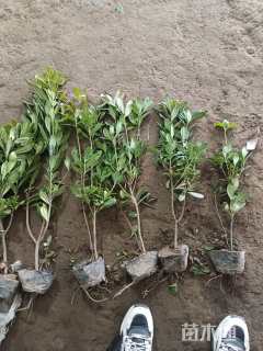 高度40厘米海桐