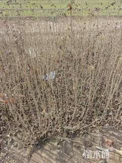 高度80厘米红王子锦带