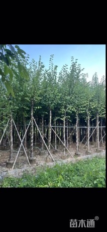 高度300厘米紫荆