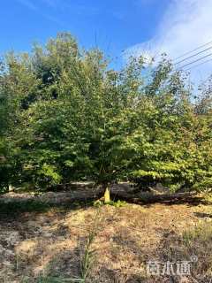 高度300厘米丛生鸡爪槭