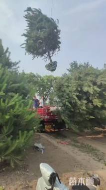 高度500厘米油松