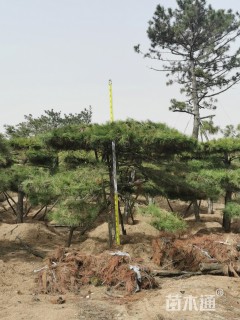 15公分造型黑松