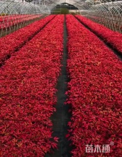 高度50厘米高度50厘米火焰南天竹