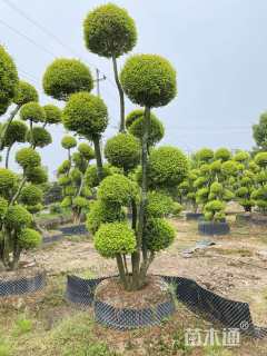 高度300厘米亮金女贞