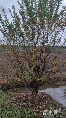 高度350厘米丛生紫薇