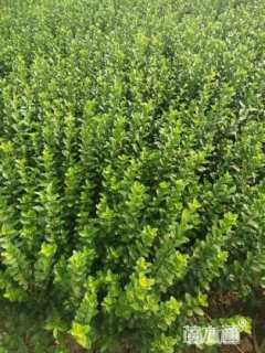 高度25厘米卫矛