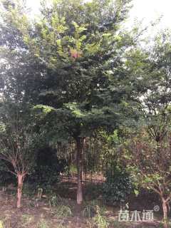 18公分榉树