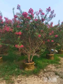 高度200厘米丛生小叶紫薇