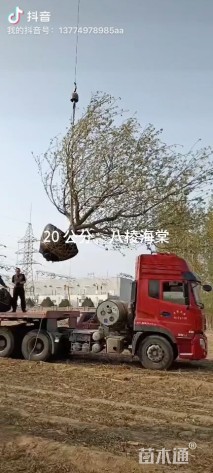 18公分八棱海棠