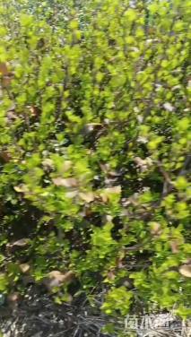 60厘米小叶扶芳藤