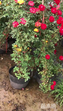 80厘米藤本月季