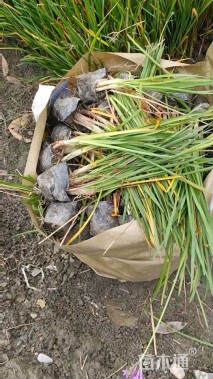 高度35厘米紫娇花