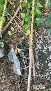 主蔓长500厘米油麻藤