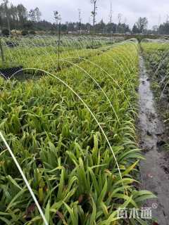 高度10厘米德国鸢尾