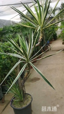 裸干高60厘米荷兰铁