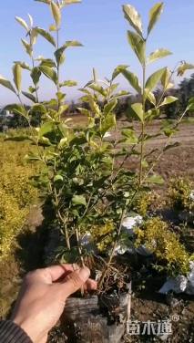 高度40厘米金禾女贞