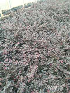 高度30厘米红花继木