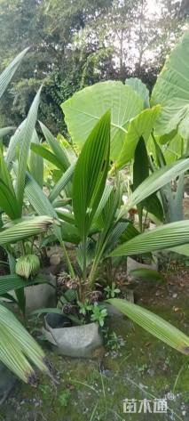 高度80厘米大叶仙茅