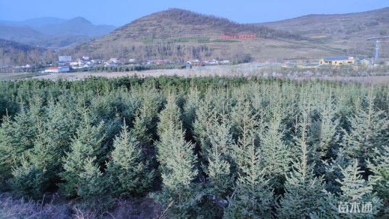 高度300厘米青海云杉