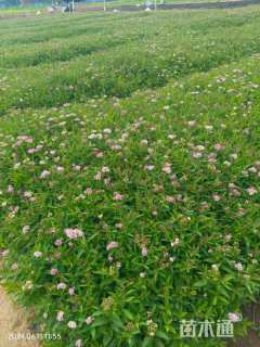 高度15厘米粉花绣线菊