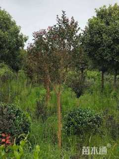 高度180厘米天鹅绒紫薇