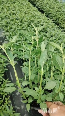 高度20厘米鼠尾草