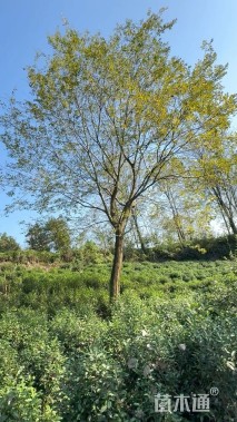 30公分朴树