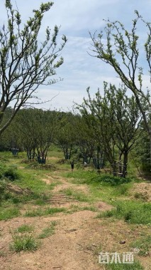 90公分(5杆)丛生朴树