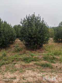 高度300厘米白皮松