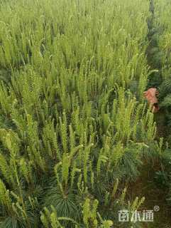 高度80厘米华山松
