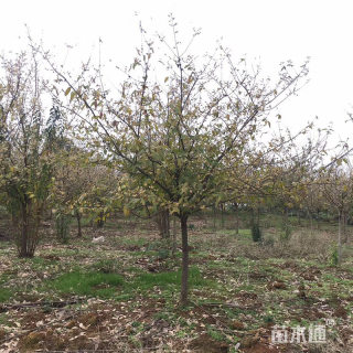 高度200厘米蜡梅