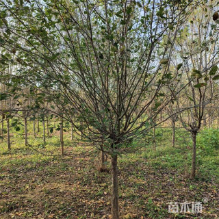 10公分垂丝海棠