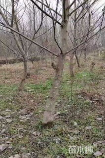 12公分湖北枫杨