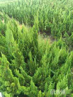 高度180厘米龙柏