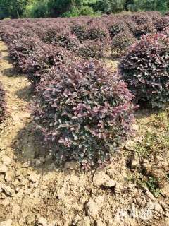 冠幅150厘米红花继木球