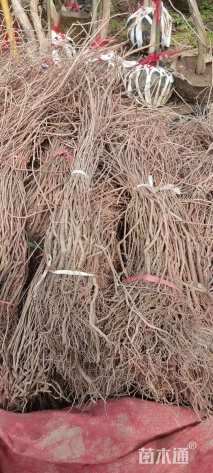 50厘米五叶地锦