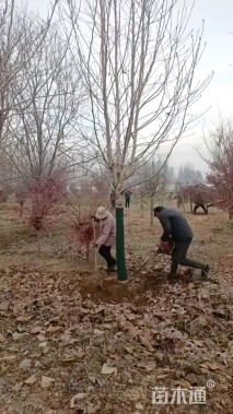 12公分二乔玉兰