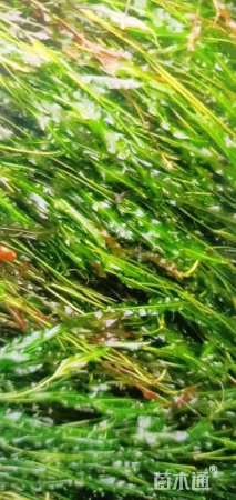 高度60厘米眼子菜