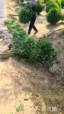 冠幅120厘米冬青球