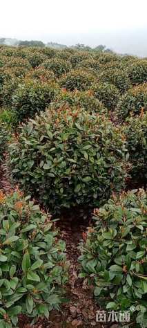 冠幅120厘米红叶石楠球