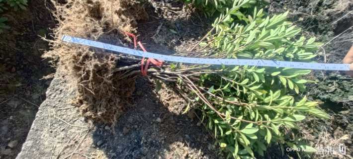 高度40厘米杜鹃