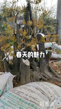 高度60厘米金弹子