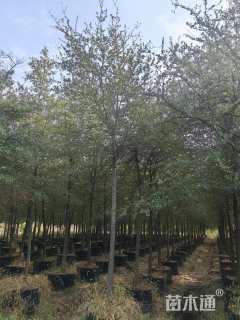 10公分弗吉尼亚栎