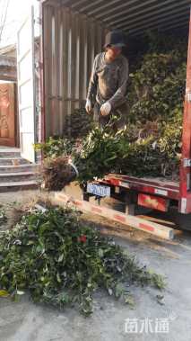 高度25厘米油茶小苗