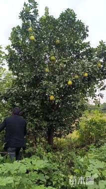 18公分柚子树