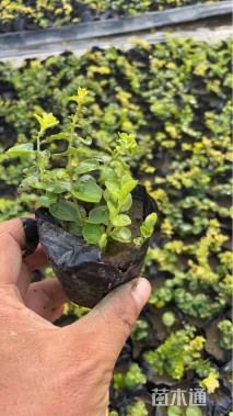 高度5厘米金叶过路黄