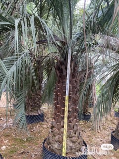 裸干高152厘米布迪椰子