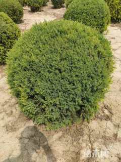 冠幅60厘米蜀桧柏球